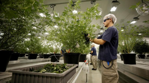 Un trabajador recolecta recortes de una planta de marihuana en las instalaciones de Canopy Growth en Smiths Falls, Ontario (Canadá). REUTERS /Chris Wattie