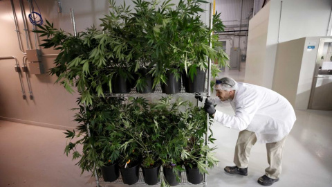 Un trabajador empuja un carrito de plantas de marihuana en las instalaciones de Canopy Growth Corporation en Smiths Falls, Ontario (Canadá). REUTERS/Chris Wattie