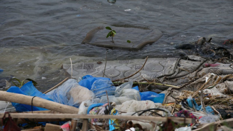 Planta acuática que nació dentro de un asiento de automóvil en medio de la basura que se acumula en la Bahía de Guanabara de la ciudad de Río de Janeiro (Brasil). / EFE