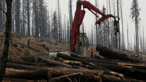 Una explotación forestal cerca de Groveland, California./ Reuters