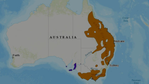 Zonas de hábitat de koalas en Australia. /UICN