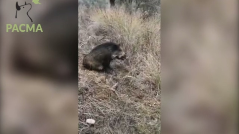 Cazador intenta matar a pedradas a una jabali herida para ahorrarse otra bala