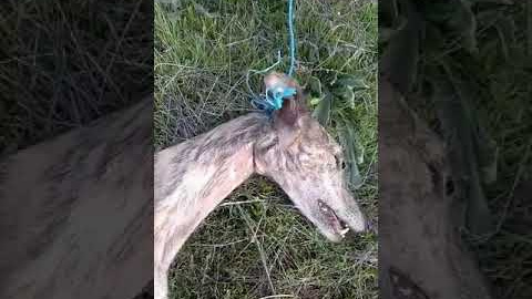 4. Un galgo hallado muerto tras ser visiblemente ahorcado. El animal fue encontrado aún con la soga al cuello.