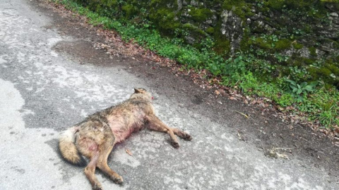 El lobo muerto aparecido en Monterroso.- GES Monterroso.