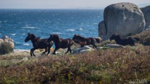 Los últimos caballos salvajes atlánticos, contra la invasión eólica