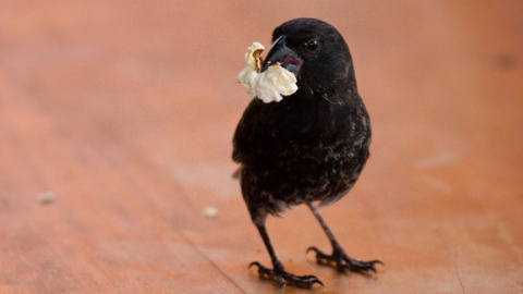 Un pinzón de Darwin comiendo una palomita. / Sarah Knutie