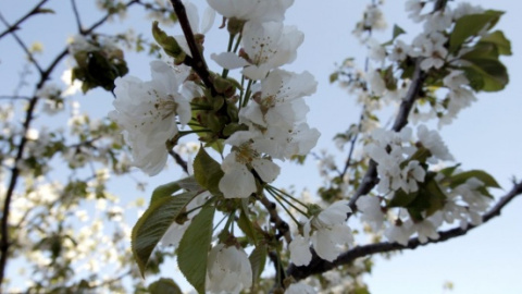 Cerezo en floración en el Valle del Jerte | EFE/ Ángel Díaz