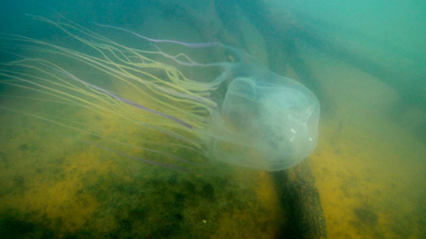 La medusa australiana Chironex fleckeri es uno de los animales más venenosos del mundo. / JAIME SEYMOUR (SINC)