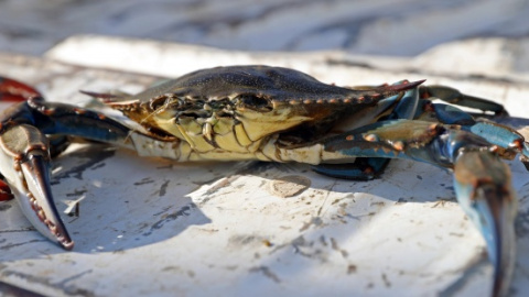 Jaiba o cangrejo azul (Callinectes sapidus). EFE/ J.J. Guillén