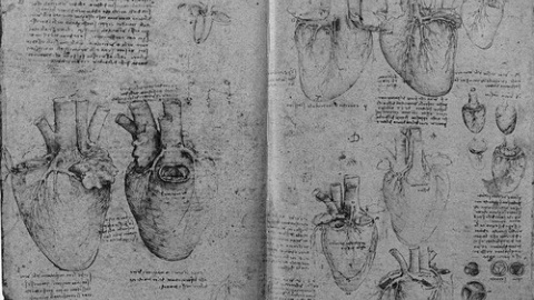 Los dibujos de Leonardo da Vinci detallaron la anatomía de muchos órganos, como el corazón.