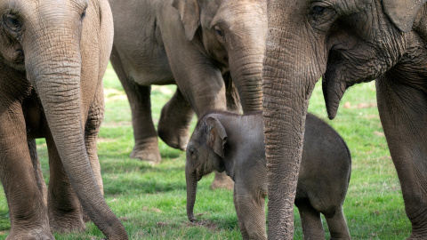 Bebé elefante Nang Phaya rodeado por las hembras de la manada.