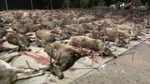 Denuncian "una orgía de sangre y muerte" con más de 400 ciervos y jabalíes abatidos en una finca de Córdoba