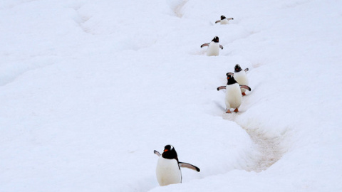 Pingüinos gentú en península antártica / Wikipedia