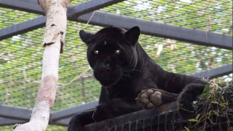 Imagen del jaguar que ataco a la mujer. | Wildlife World