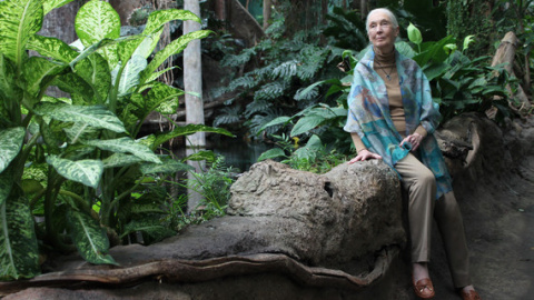 Jane Goodall en barcelona. / Núria Jar, SINC