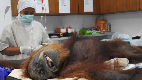 Médicos operan a una orangutana para extraerle los 74 perdigones de una escopeta de aire comprimido./EFE