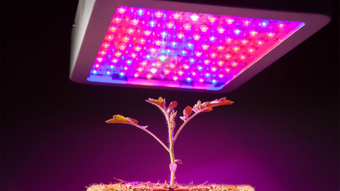 Planta cultivada con iluminación led./PRBX