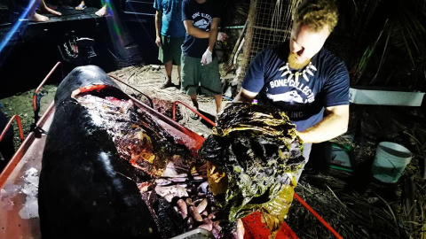 Encuentran 40 kilos de plástico dentro de una ballena. D' BONE COLLECTOR MUSEUM INC