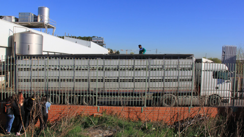 Un trabajador del matadero de Getafe trata de descargar un camión de cerdos./ Alejandro Tena