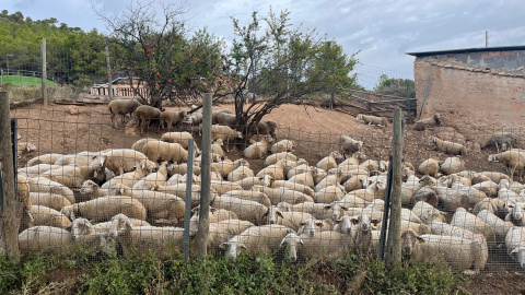 El ramat d'ovelles que recorrerà el camí de la Carrerada de Santa Coloma per Tots Sants