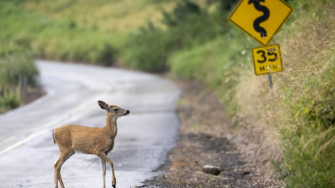 Un pequeño ciervo de cola negra cruza una carretera rural cerca de Elkton en la zona rural del suroeste de Oregón