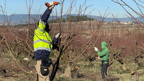 Dos joves poden presseguers en la iniciativa de relleu agrari Coopera, un Projecte Singular de la cooperativa Actua