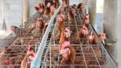 Primer foco de gripe aviar en Castilla-La Mancha: sacrificadas más de 600.000 gallinas en una granja de Guadalajara