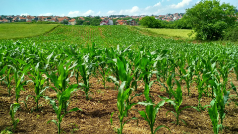 Campo de cultivo