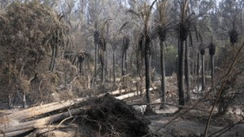 Los fallecidos en los incendios de Valparaíso suben a 131, pero solo 35 han sido identificados