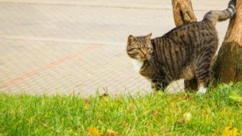 Cómo marcan los gatos su territorio