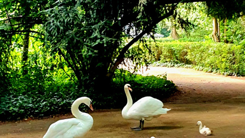 La familia de cisnes del jardín de Campo Grande de Valladolid.