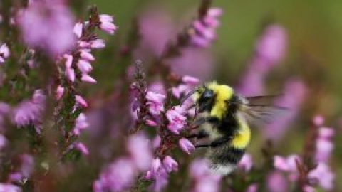 La extinción de insectos pone en riesgo la sostenibilidad agraria del planeta