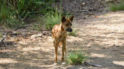 Imagen de archivo de un dingo australiano, especie que vive desde hace años al borde de la extinción.