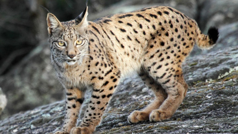 Un lince ibérico, en una foto de archivo.