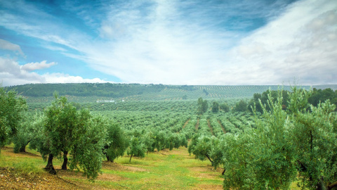 Fotografía de un campo de olivos en Almería.