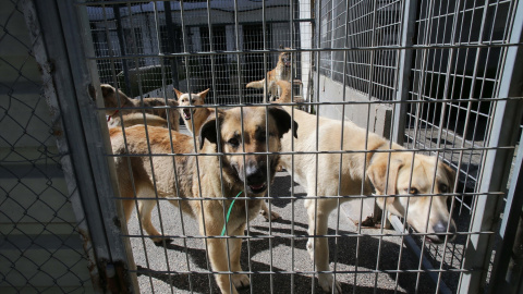 Varios perros en una de las jaulas de la Sociedad Protectora de animales de Lugo, a 15 de marzo de 2023