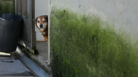 Un perro en la Sociedad Protectora de animales de Lugo, a 15 de marzo de 2023