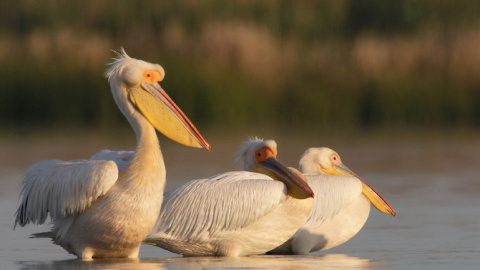 Pelícanos en la reserva del delta del Danuvio, en Rumanía / © Manuel Presti / Wild Wonders of Europe / Rewilding Europe