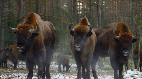 El bisonte también es una especie que ha sido reintroducida en varias áreas europeas / © Staffan Widstrand / Rewilding Europe