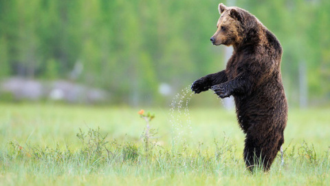 El oso pardo es una especie reintroducida en varias áreas de renaturalización en Europa / Staffan Widstrand / © Rewilding Europe