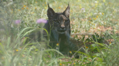 Litio, el lince identificado por los Agentes Rurales. AGENTS RURALS