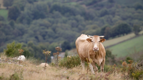 Imagen de archivo de una vaca en un monte de Lugo, en octubre de 2021.