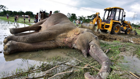 Una excavadora intenta mover un elefante muerto en la India. REUTERS/Anuwar Hazarika