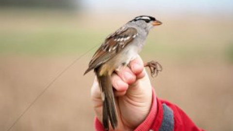 Los insecticidas amenazan la supervivencia de las aves silvestres