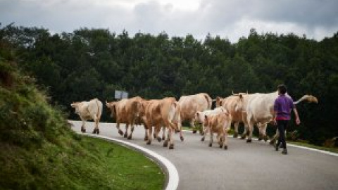 Dominio Público - En defensa del trabajo de cuidar vacas