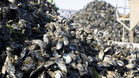 Vista de los mejillones descargados el pasado 18 de agosto en el puerto de Vilaxoan; trabajo del que se han encargado las asociaciones mejilloneras Arousa Norte y Virxe do Rosario, para que la industria pueda continuar con su actividad norm