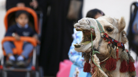 Un camello durante el Festival de la Cultura Janadriyah en las afueras de Riyad, Arabia Saudí. REUTERS/Faisal Al Nasser