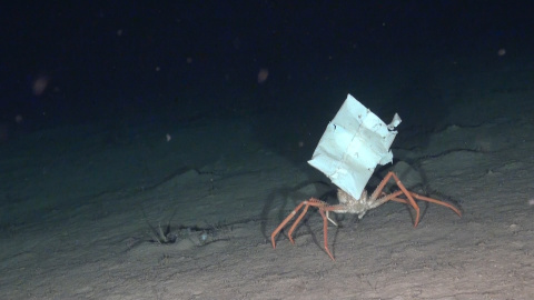 Oceana filma plÃ¡sticos en las profundidades marinas de toda Europa