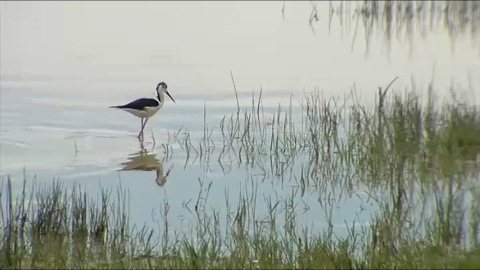 ¿Por qué es tan importante Doñana? Cuatro razones clave para protegerla