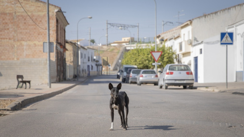 Un perro en una calle vacía durante la segunda jornada de confinamiento por la alta incidencia del coronavirus en el municipio Casariche, Sevilla, a 01 de octubre de 2020.